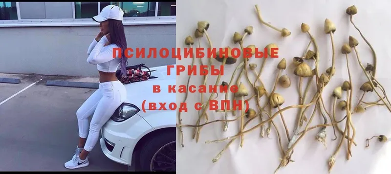 Псилоцибиновые грибы Psilocybe  Сорск 